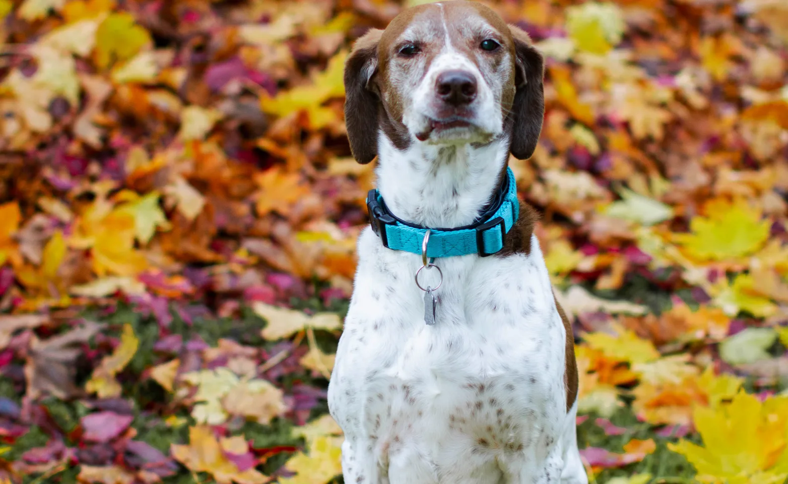 White and brown dog sitting in a bed of fall leaves in a park.
